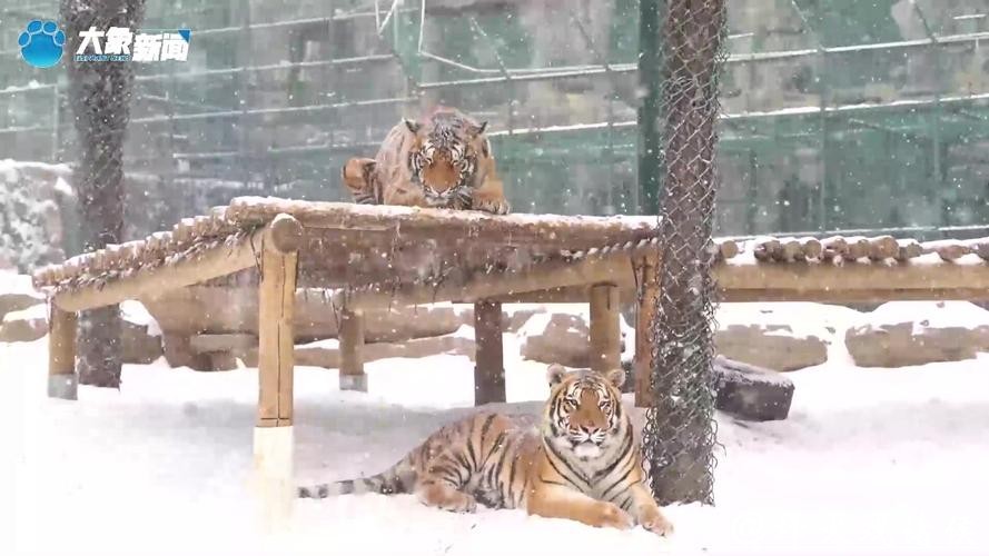 高冷东北虎变雪地“喵星人”：打滚摔跤萌翻全场